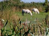 Parco della Camargue Immagine 078